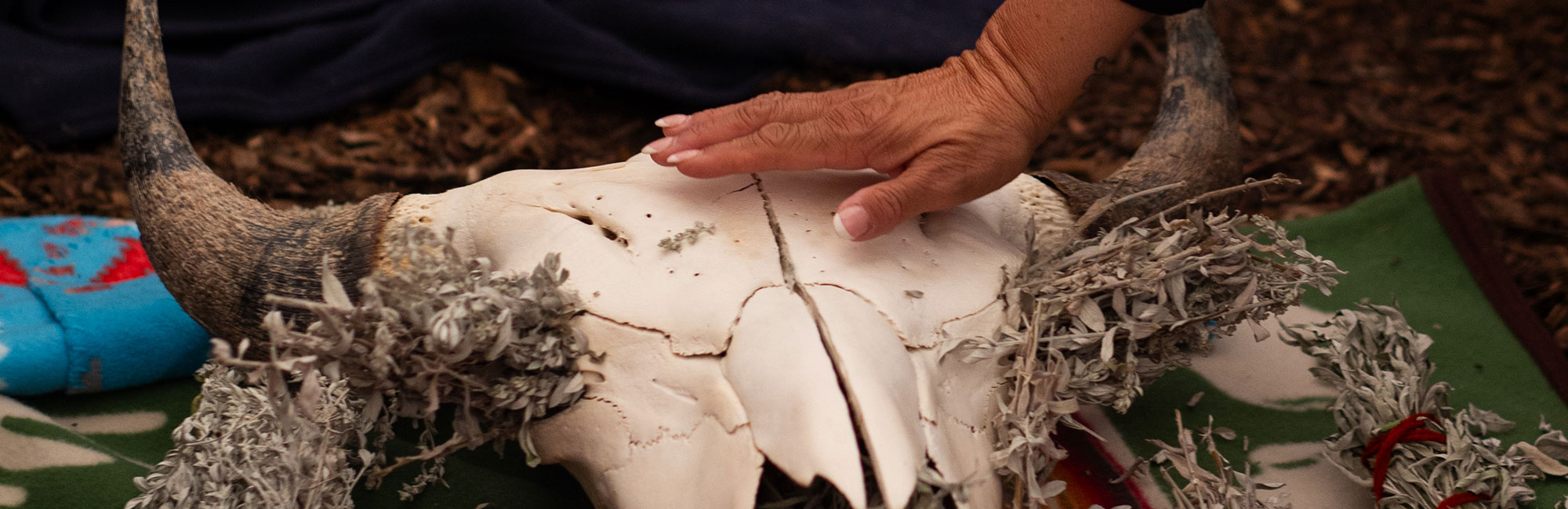 An Indigenous person's hand hovering over the skull of a buffalo