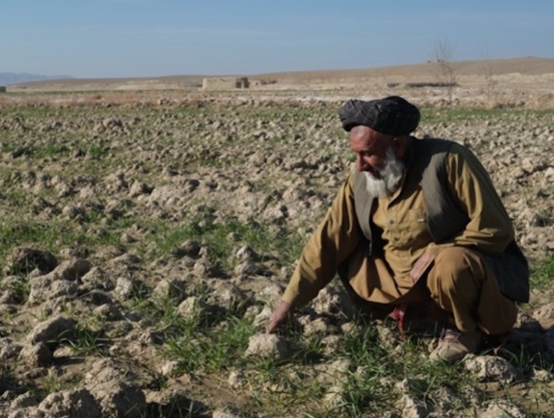 An elderly farmer working in a field in Afghanistan 