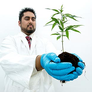 Molecular Science master's student Steve Naraine conducts research on the medical use of cannabis