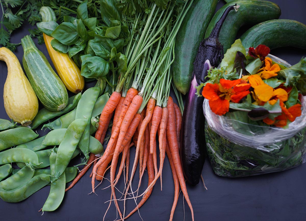 Peas, squash, carrots, eggplant, salad greens, cucumber.
