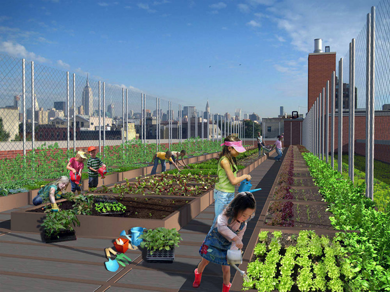 Carrot City Nyc Rooftop School Gardens