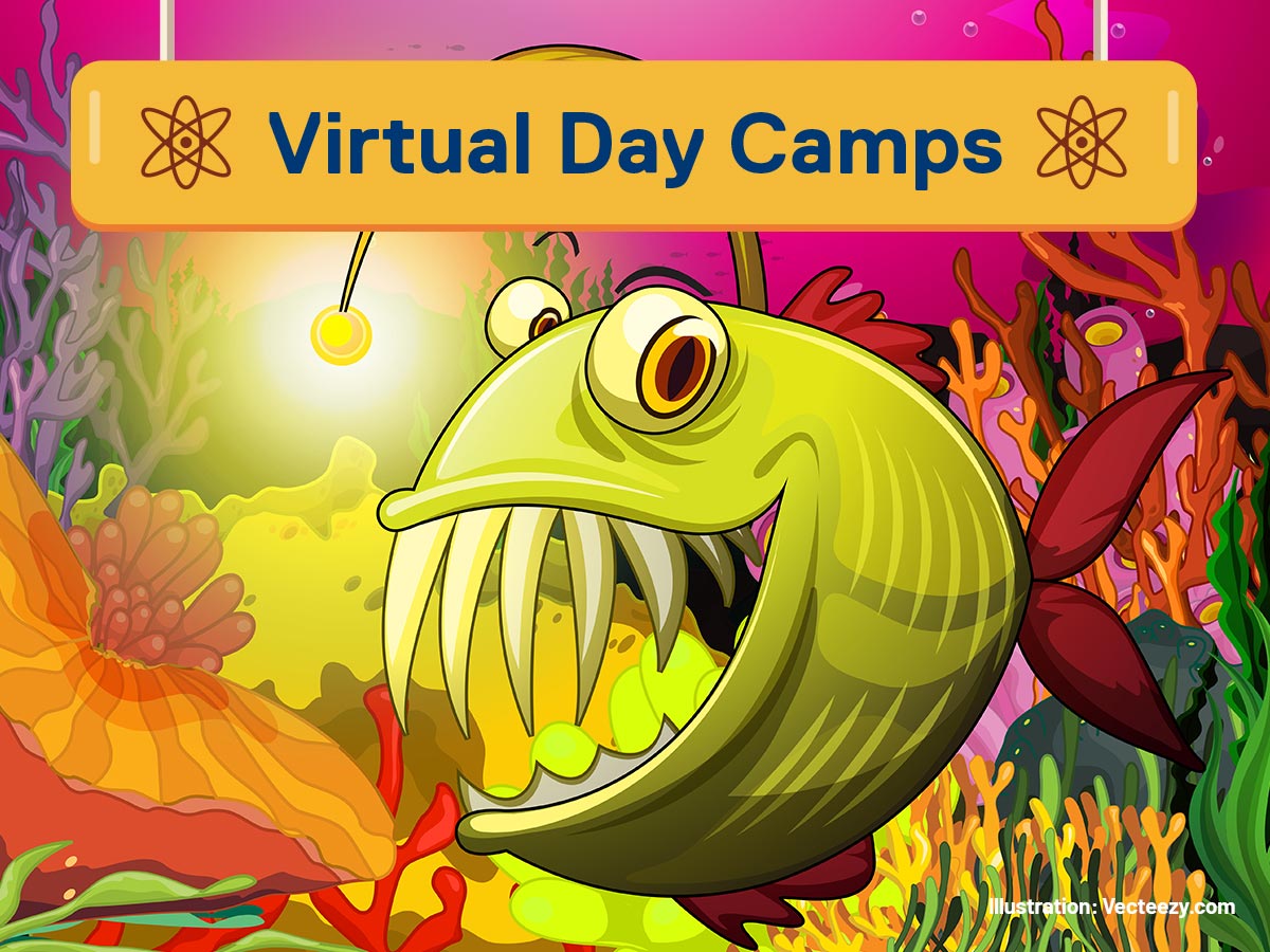 Virtual Day Camps