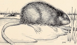 Drawing of Muskrat