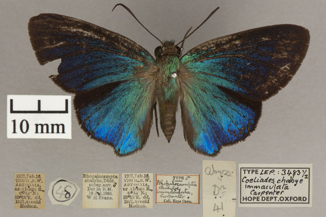 An exhibit display of a butterfly with black, blue, and green wings.