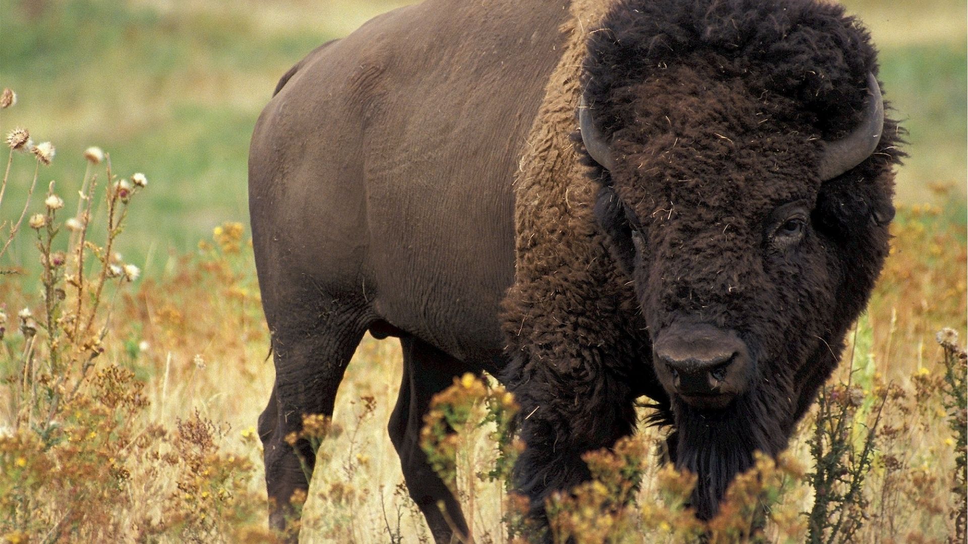 A buffalo standing in a field.