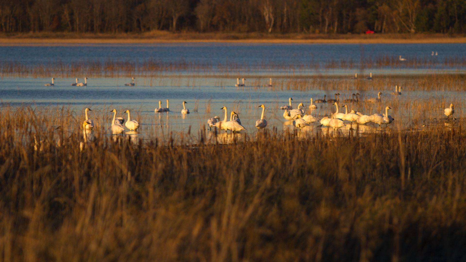 A flock of swans floating on water, around tall grass.