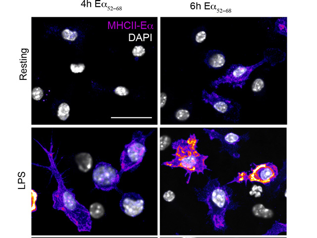 Dendritic cells displaying a model antigen on their surface under resting or after stimulation with bacterial lipopolysaccharides at different time points of stimulation
