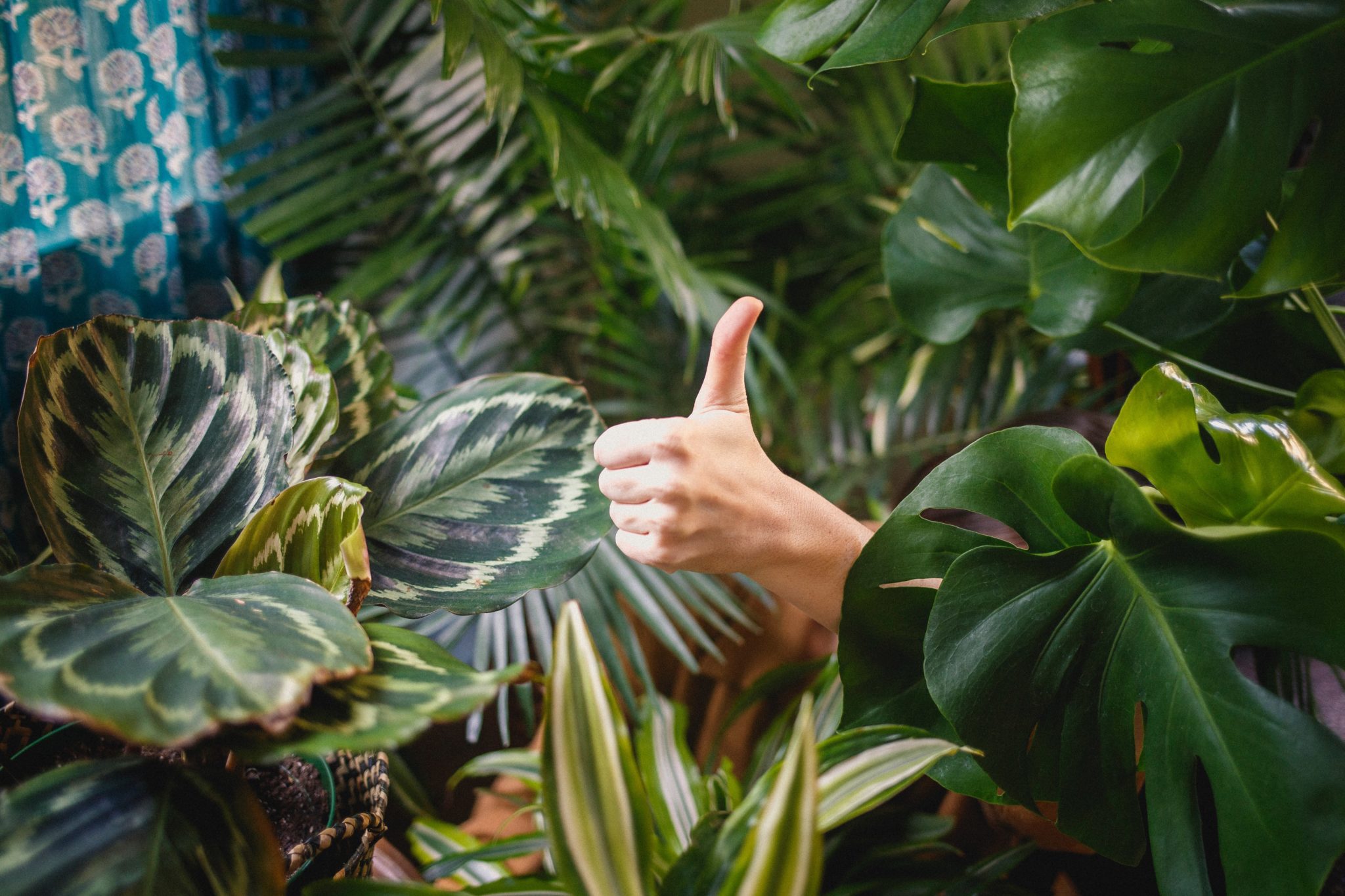 A thumbs up against a background full of green leaves and plants.