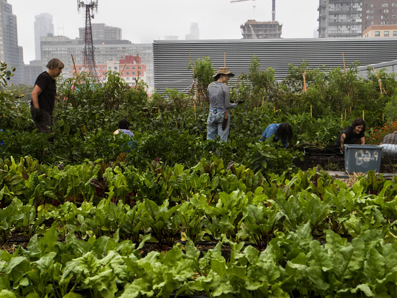 People farming on urban roof top