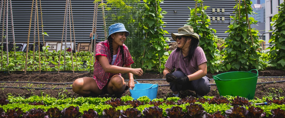 Two women harvesting lettuce from an urban garden