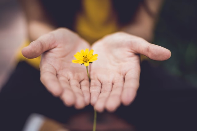 Person holding flower in their hands