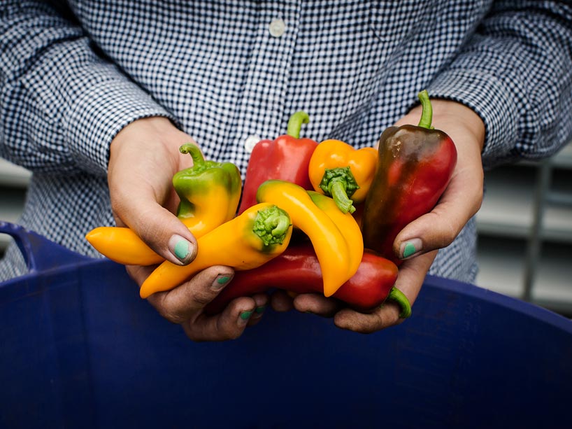 two hands hold a bunch of red and yellow peppers over a blue garden tub