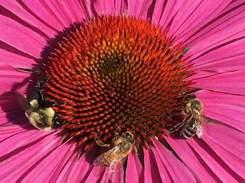 Three bees taking nectar from a flower