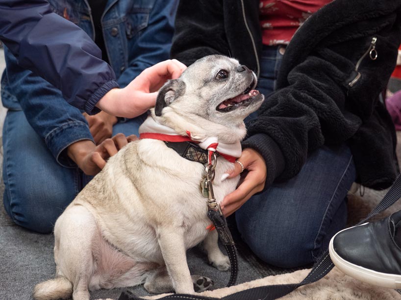 A dog sits on its hind legs, smiling at students who are petting it