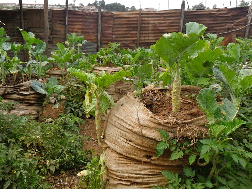 Leafy green vegetables growing out of sacks of dirt