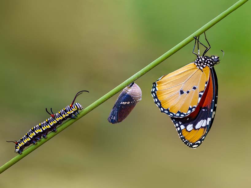 The life stages of a butterfly including caterpillar, chrysalis and butterfly.