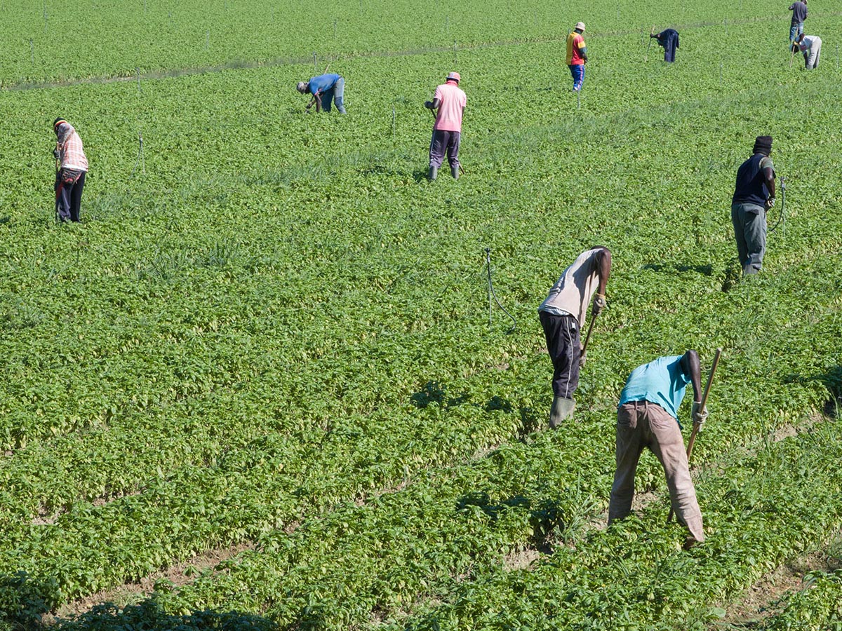 Farm workers in a field.