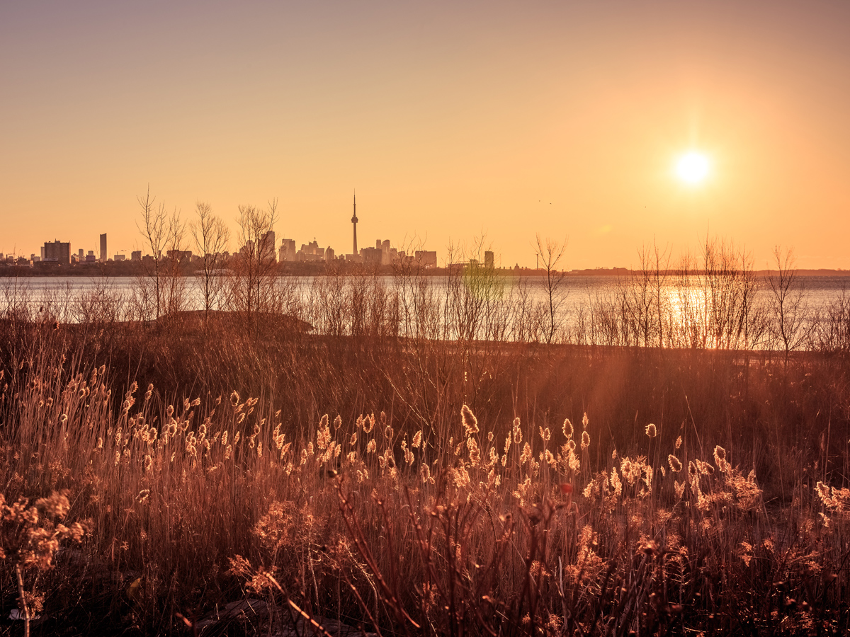 An evening view from the marshes of Humber Bay with the Toronto skyline in the distance