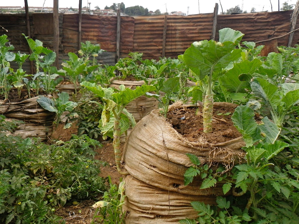 Vegetables growing in burlap sacs