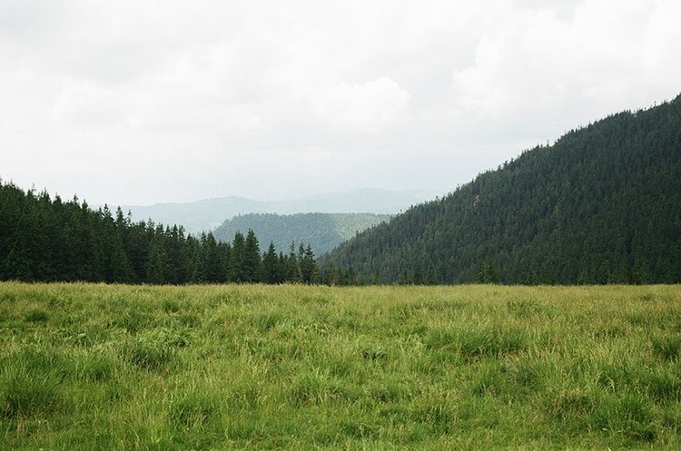 Field landscape with forest in the distance