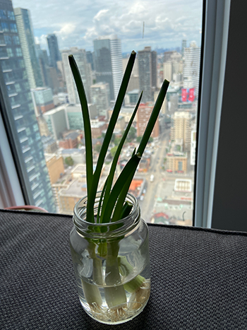 homegrown green onions in a glass jar