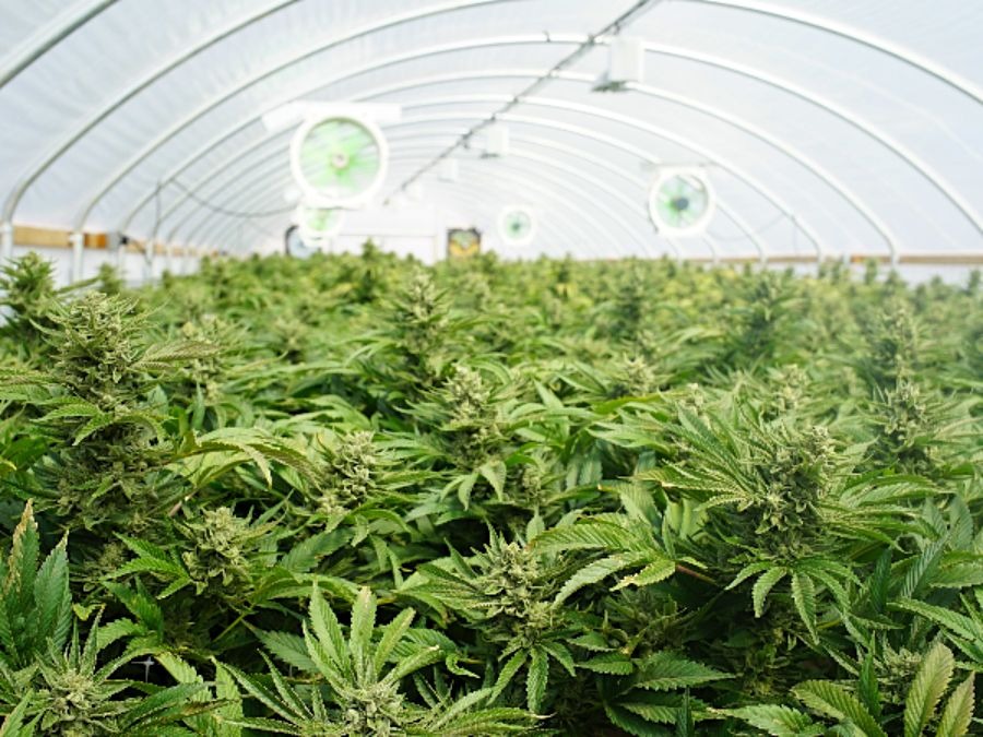 Preparing for cannabis legalization