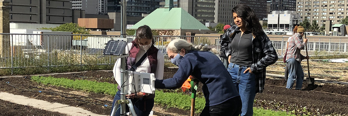 Three researchers conducting an experiment on the rooftop farm at 288 Church St.