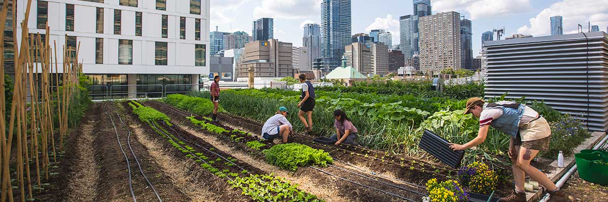 Group of people busy tending to crops on the ENG rooftop farm