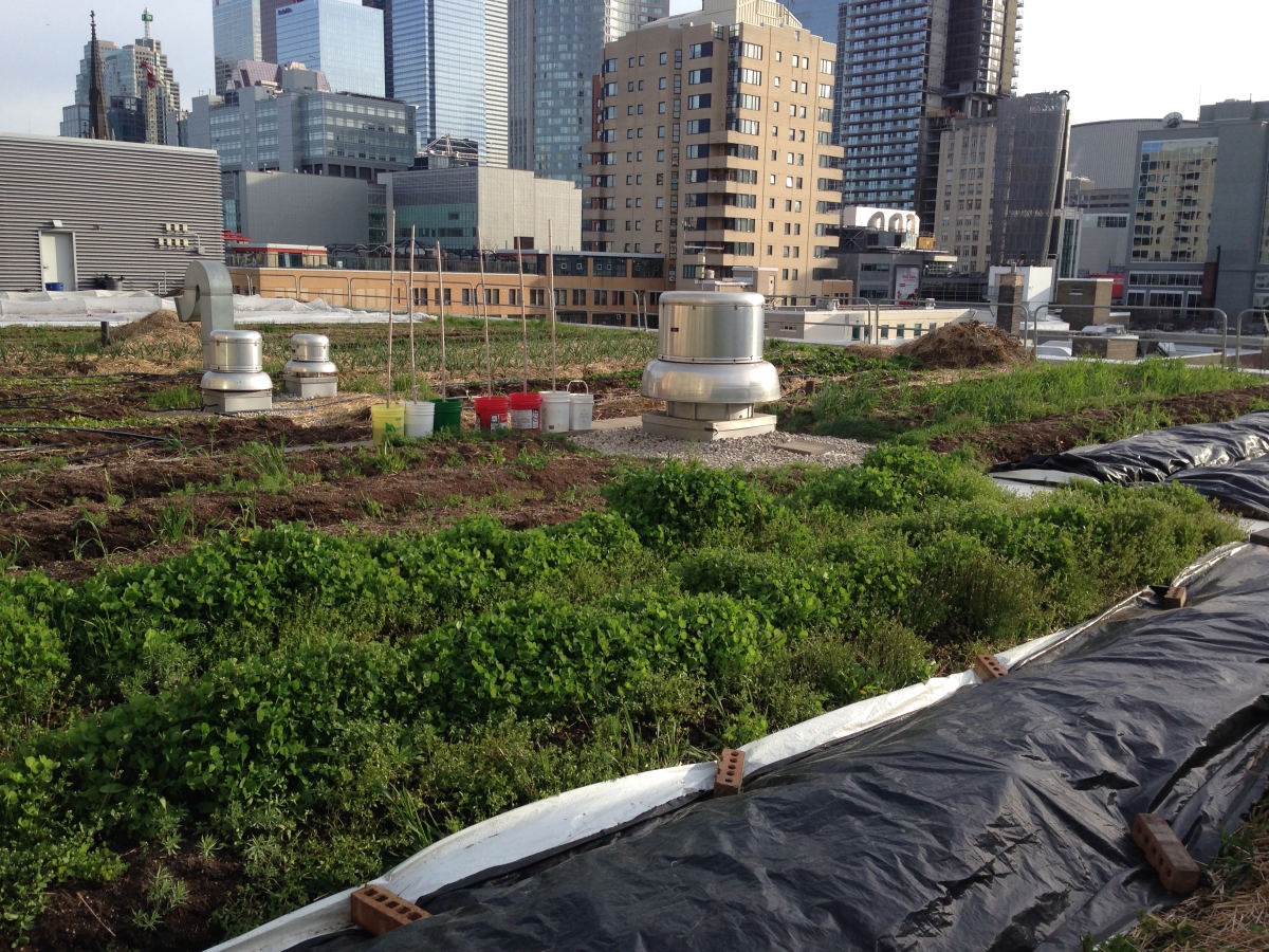green roof under production